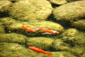 koi fish swimming in a pond