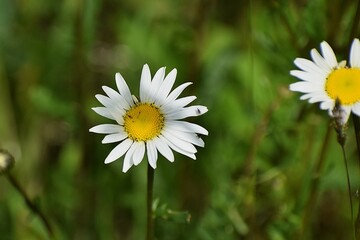 Obraz premium daisy in the meadow