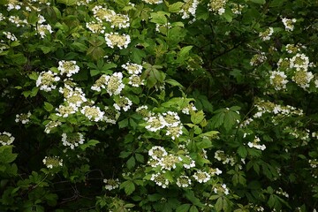 white flowers in the forest