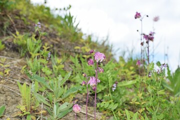 spring flowers in the grass