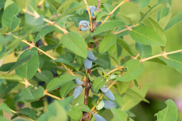 Fototapeta premium Ripe honeysuckle berries on the branches of a bush in the garden.