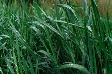 Close up of wet green grass with large raindrops. Photo for spring rainy content. Weather blog....