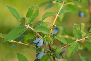 Ripe honeysuckle berries on the branches of a bush in the garden.