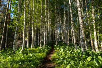 Fototapeta premium Mesmerizing landscape in a birch grove not far from Almaty, Kazakhstan. A hiking trail along the mountain ridge in the rays of the setting sun. The concept of hiking and eco-tourism.