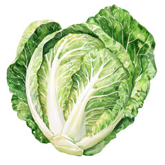 a lush watercolor rendering presents a leafy vegetable against a stark black background. the vegetable is a rounded head composed of densely packed, textured leaves