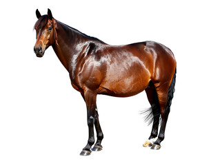 Obraz premium horse isolated on white background