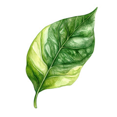 Obraz premium against a stark background, a single leaf is prominently displayed. the leaf exhibits a blend of verdant hues, with sections of a pale yellowish green accentuating its form