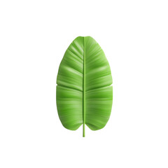 the image showcases a vibrant green leaf centered against a solid black background. the leaf has a prominent central rib from which other smaller veins branch out evenly