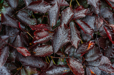 Texture of red leaves after rain. Raindrops on red leaves. Idea for landscape design. Rain content. Rain background.