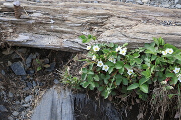 Wildflowers along the Appalachian trail