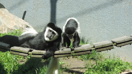 Famille de singe