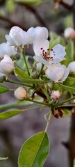apple tree blossom