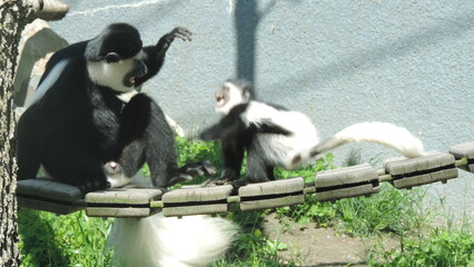 Famille de singe
