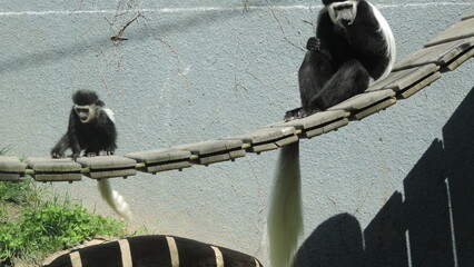 Famille de singe