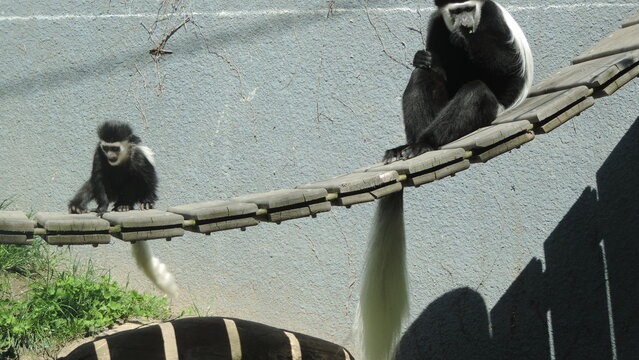 Famille de singe