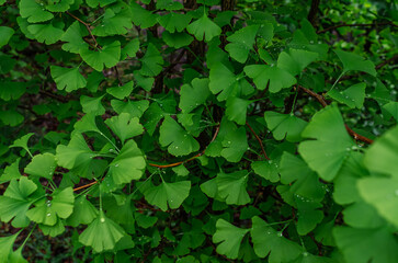 Leafy background of Ginkgo biloba Ginkgo biloba with raindrops. Medicine, anti-aging remedy. Homeopathy, supplements.