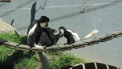 Famille de singe
