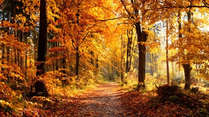 Naklejka premium Beautiful landscape of autumn forest 