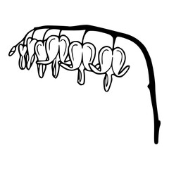 Dicentra Spectabilis floral illustration