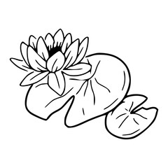 elegant lotus flower with lily pads