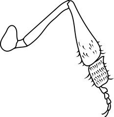 Coloring page with structure of foragial leg (leg of worker honey bee) for biology lesson