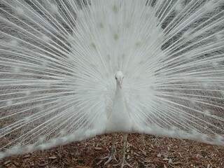 White peacock background