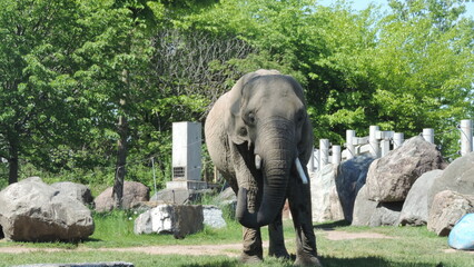 Éléphants