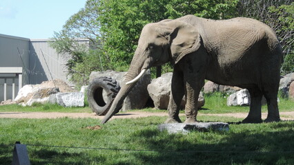 Éléphants
