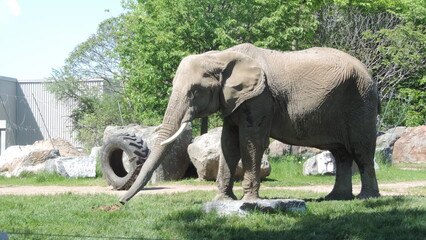 Éléphants