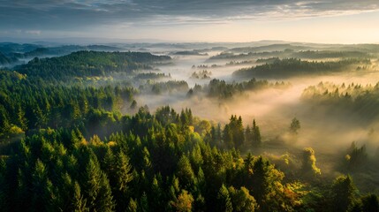 Beautiful landscape of misty pine forest valley at sunrise, soft golden light