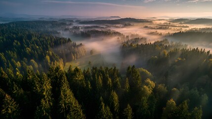 Beautiful landscape of misty pine forest valley at sunrise, soft golden light