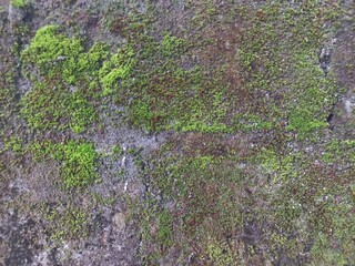 Green moss grows on the outer wall. Moss grows due to the damp factor on the wall which is often exposed to rain. Nature photography for collections, wallpapers, backgrounds, and scientific papers.