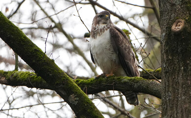 Common Buzzard (Buteo buteo) perches on a mossy tree branch in the forest