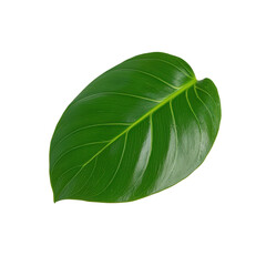 Fototapeta premium a single, glossy green leaf with a rounded shape is displayed against a stark black background. the leaf has prominent veins running through its surface, adding texture and depth