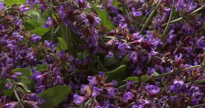 Close-up view of freshly harvested common sage flowers. Table spin.