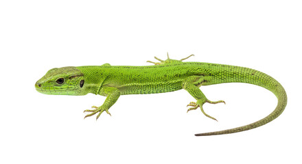 Isolated Green Lizard