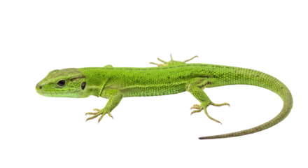 Isolated Green Lizard