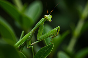 Green mantis blurred background