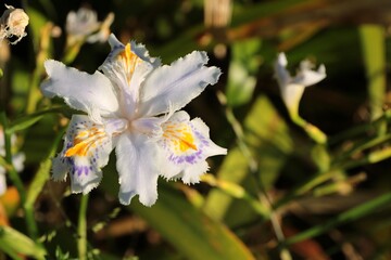 Iris japonica