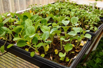 Young vegetable plants in peat pots growing and nearly ready for planting in garden.