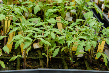 Young vegetable plants in peat pots growing and nearly ready for planting in garden.