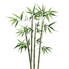 Fototapeta premium Bamboo plant illustration isolated on transparent background