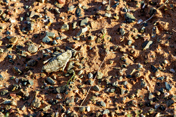 Cricket and Grasshoppers of Mongolia	

