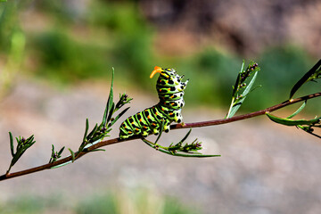 The caterpillar of a swallowtail butterfly