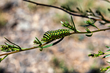 The caterpillar of a swallowtail butterfly