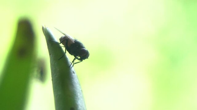 A housefly rests on an olive-green leaf, its tiny legs gripping the surface, wings shimmering slightly in the sunlight.