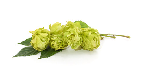 Bunch of yellow hop cones.