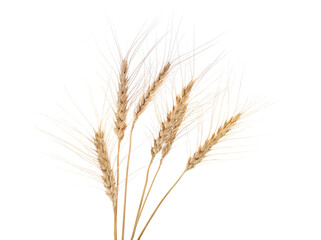 Fototapeta premium Spikes of wheat.