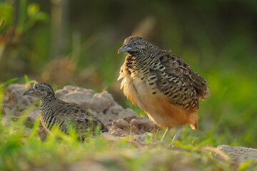 King quail, Blue-breasted quail, Asian blue quail, (Excalfactoria chinensis) female bird watching in the forest.