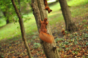 Two Red Squirrels Playing Together on a Tree Trunk, with Autumn Leaves on the Grass in the Background..